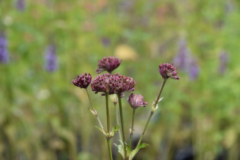 Astrantia 'Moulin Rouge'Zeeuws knoopje bestellen